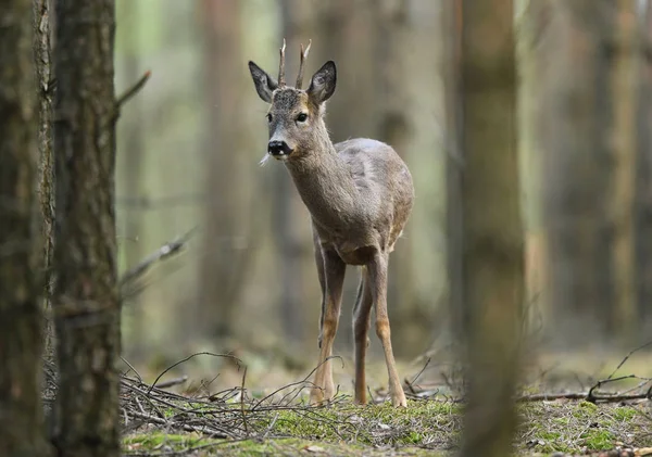 Close View Roe Deer Natural Habitat — Stock Photo, Image