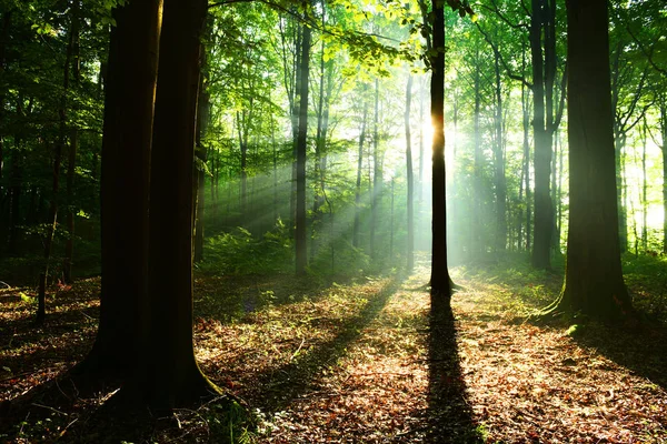 Hermosos Rayos Sol Otoño Bosque Caducifolio — Foto de Stock