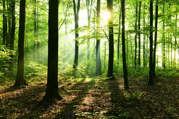 Vacker Solig Morgon Lövskog — Stockfoto