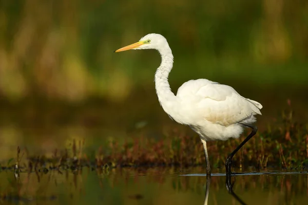 Grote Witte Zilverreiger Natuurlijke Habitat — Stockfoto