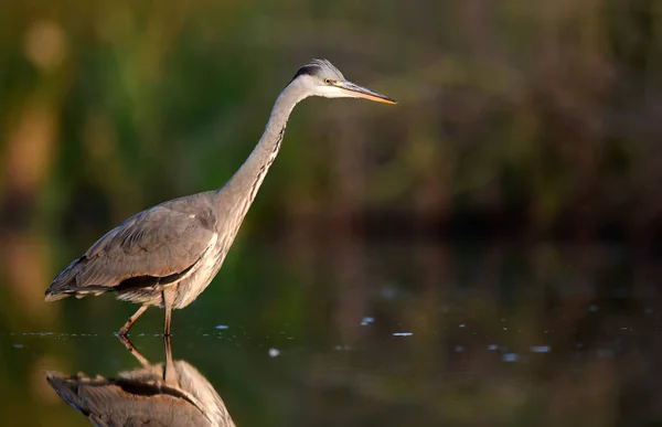 Beautiful Grey Heron Natural Habitat — Stock Photo, Image