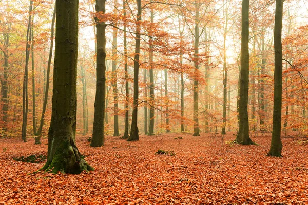 Gyönyörű Őszi Erdőben Reggeli Napsütés — Stock Fotó