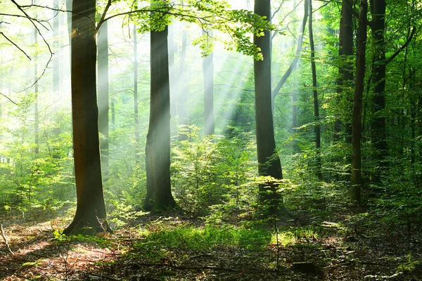 朝の陽光と美しい秋の森 — ストック写真