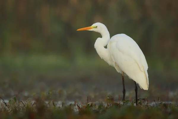 Grande Egret Branco Habitat Natural — Fotografia de Stock