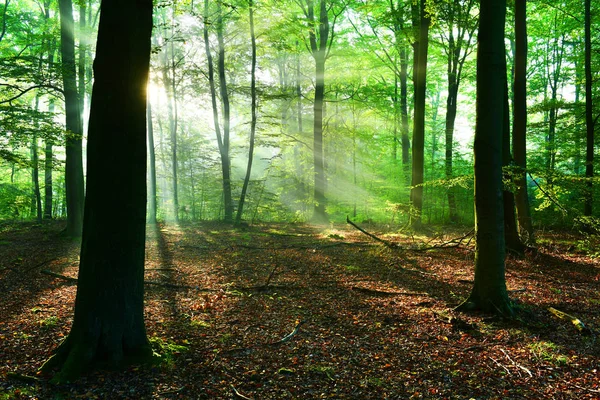 Mooie Zonnestralen Herfst Bos — Stockfoto