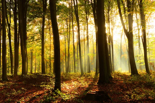 Bela Paisagem Floresta Outono Com Raios Sol Matinais — Fotografia de Stock