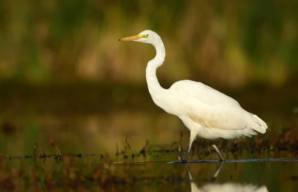 Nagy Fehér Egret Természetes Élőhely — Stock Fotó