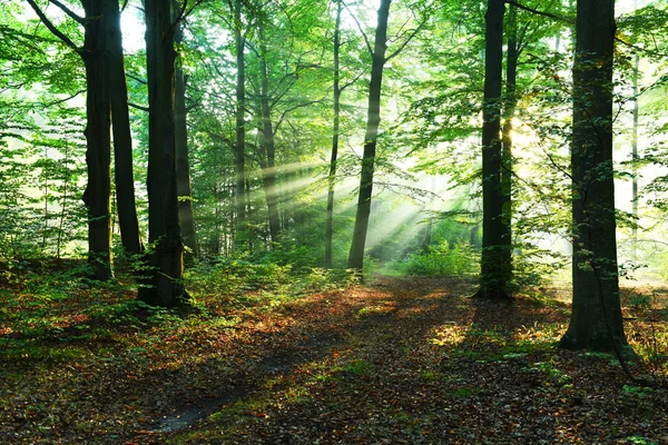 Mooie Zonnestralen Herfst Bos — Stockfoto