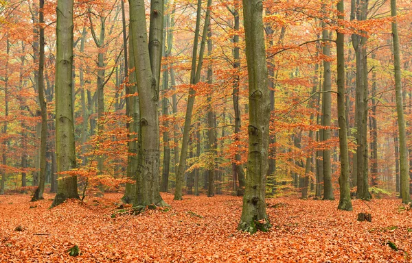 Hermoso Bosque Otoño Con Sol Mañana —  Fotos de Stock