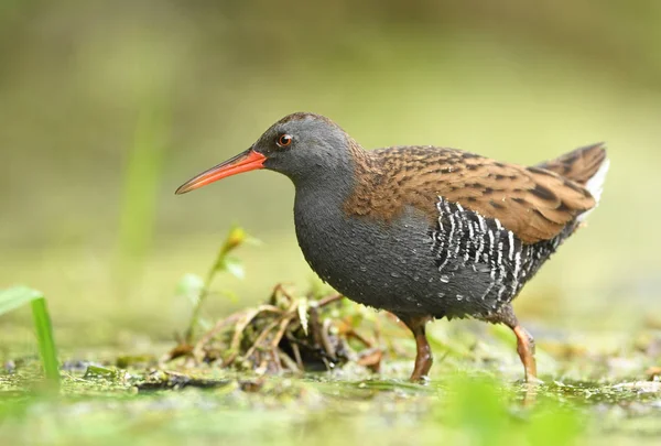 Zblízka Pohled Chřástala Vodního Přirozeném Prostředí — Stock fotografie