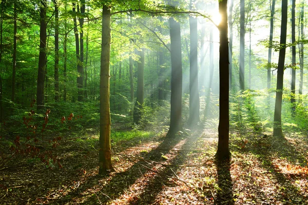 Sabah Güneş Işığı Ile Güzel Sonbahar Orman — Stok fotoğraf
