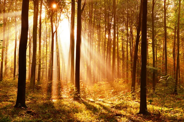 Beautiful Autumn Forest Landscape Morning Sunbeams — Stock Photo, Image