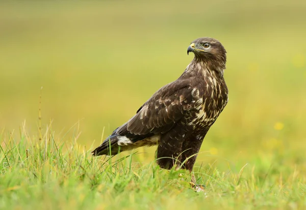 Common Buzzard Natural Habitat Close View — Stock Photo, Image