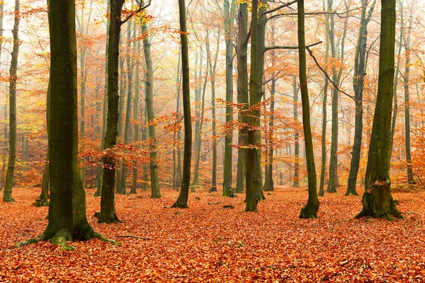 Krásná Podzimní Les Ranním Sluníčkem — Stock fotografie