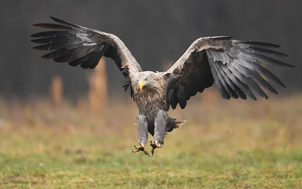 Seeadler Fliegt Über Wiese — Stockfoto