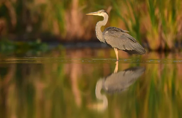 Beau Héron Gris Dans Habitat Naturel — Photo