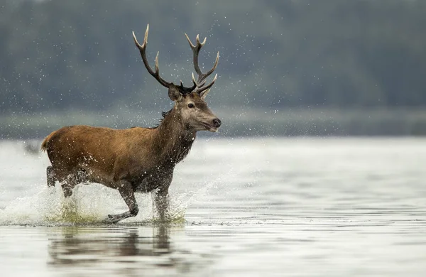 Jelenie Buck Uruchomiona Jeziorze Zbliżenie — Zdjęcie stockowe