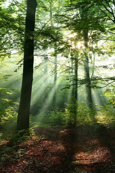 Sonbahar Yaprak Döken Orman Içinde Güzel Güneş Işınları — Stok fotoğraf