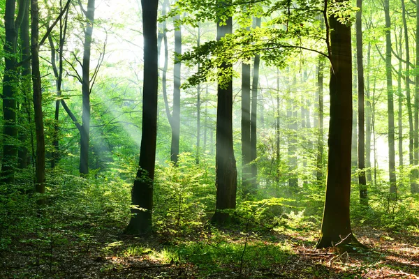 美丽的秋天森林与早晨的阳光 — 图库照片