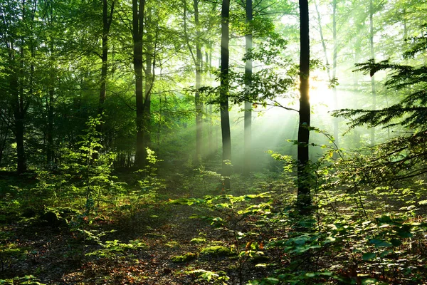 Hermosos Rayos Sol Otoño Bosque Caducifolio — Foto de Stock