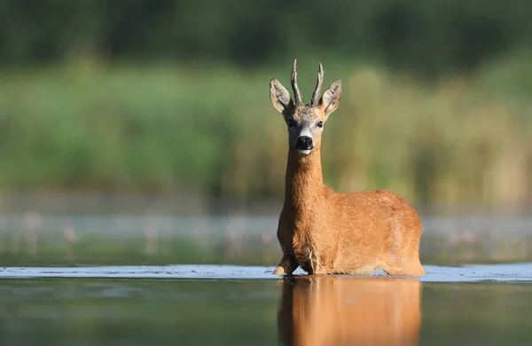 Zbliżenie Sarny Naturalnym Środowisku — Zdjęcie stockowe