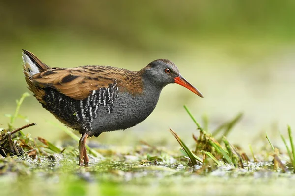 Vista Cerca Water Rail Hábitat Natural — Foto de Stock