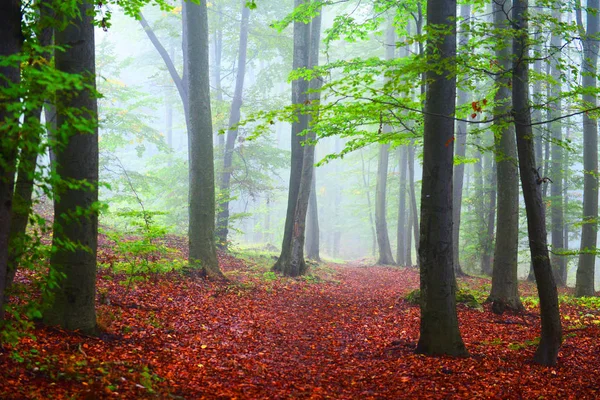 Красивый Осенний Лесной Пейзаж Утренними Лучами Солнца — стоковое фото