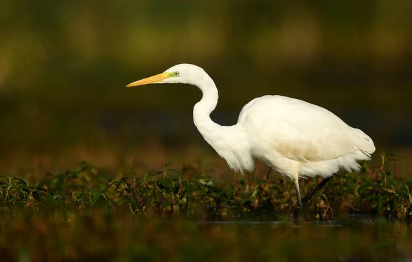 Grande Aigrette Blanche Dans Habitat Naturel — Photo