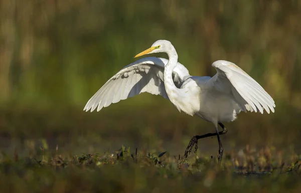 Grande Egret Branco Habitat Natural — Fotografia de Stock