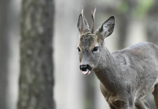 Close View Roe Deer Natural Habitat — Stock Photo, Image