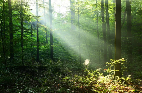 Schöner Herbstwald Mit Morgensonne lizenzfreie Stockbilder