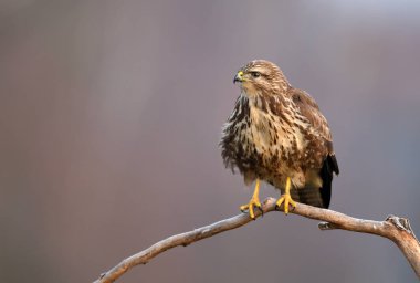 Bayağı şahin doğal ortamlarında görünümünü kapat