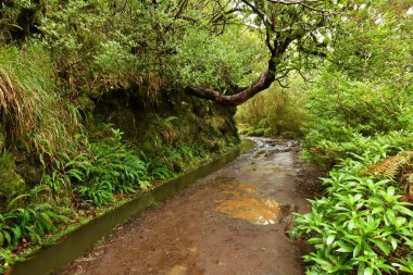 madeira Adası, levada yolu güzel manzara