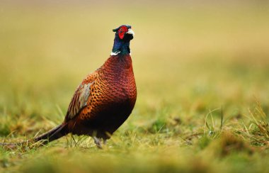 Boğmaklı sülün doğal ortamlarında görünümünü kapat