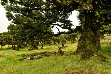 Madeira Adası Fanal ormandaki yaşlı sedir ağacı. Portekiz.