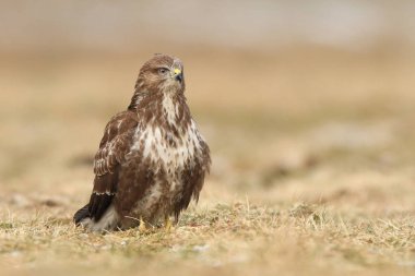 Bayağı şahin doğal ortamlarında görünümünü kapat
