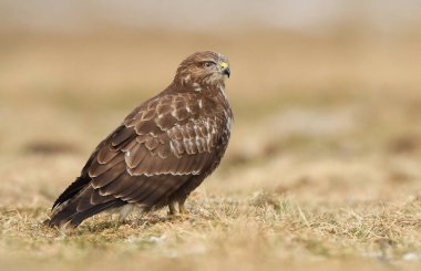 Bayağı şahin doğal ortamlarında görünümünü kapat