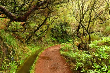 beautiful landscape of madeira island, levada path clipart