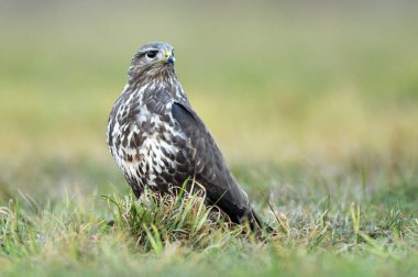 Bayağı şahin doğal ortamlarında görünümünü kapat