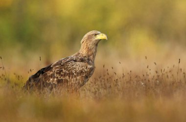 Beyaz kuyruklu kartal doğal ortamlarında