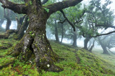 Madeira Adası Fanal ormandaki yaşlı sedir ağacı. Portekiz.