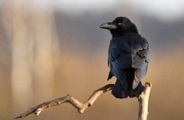 Şube üzerinde oturan siyah Raven yakın çekim