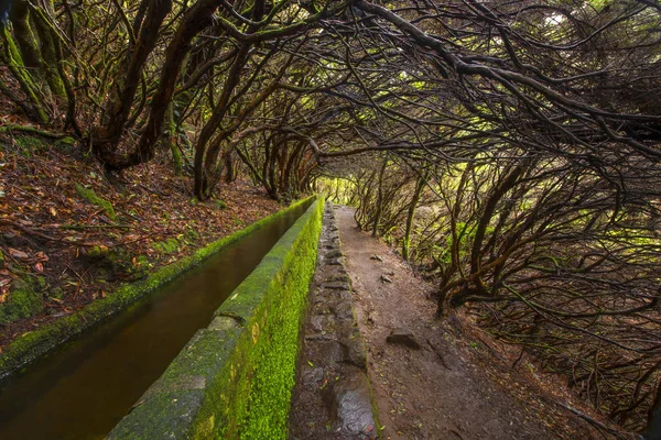 Krásná Krajina Ostrova Madeira Levada Cestu — Stock fotografie