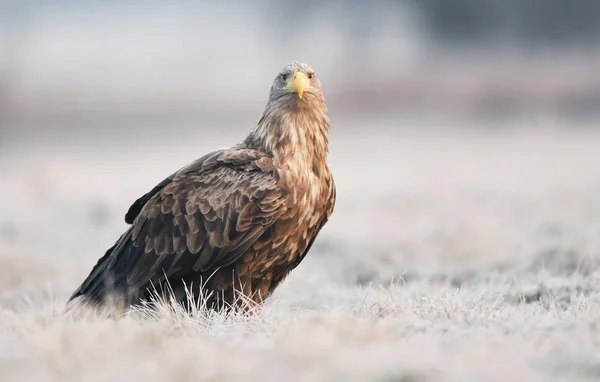 White Tailed Eagle Naturalnym Środowisku — Zdjęcie stockowe