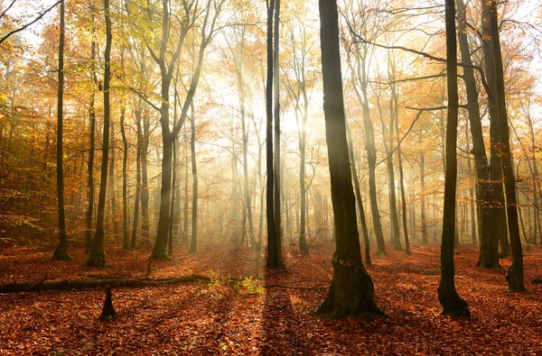 Őszi Erdő Gyönyörű Napfényes Reggelen — Stock Fotó