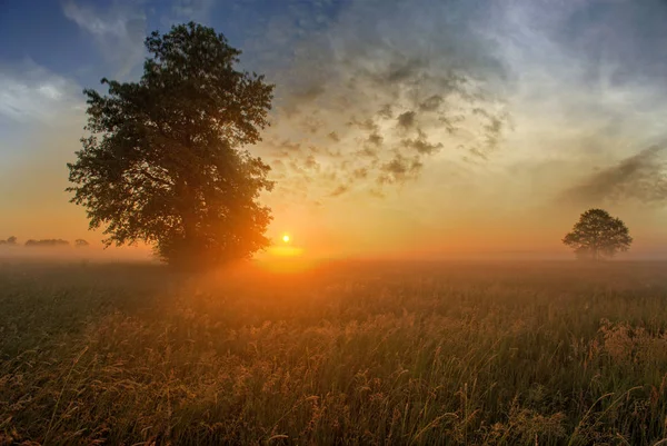 孤独な木を背景に持つ美しい夏の夕日 — ストック写真
