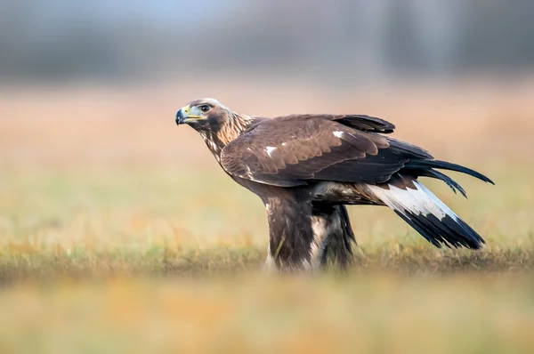 Kungsörn Aquila Chrysaetos — Stockfoto