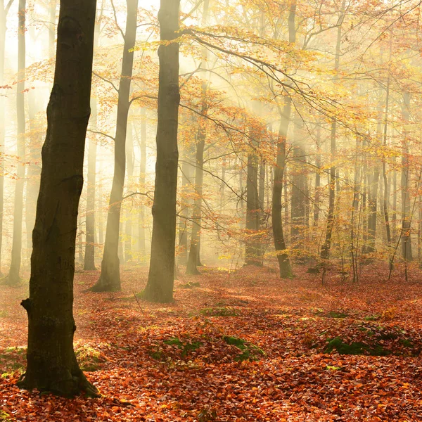 Belle Matinée Ensoleillée Dans Forêt Automne — Photo