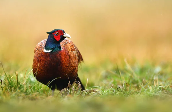 Close View Ringneck Pheasant Natural Habitat — Stock Photo, Image