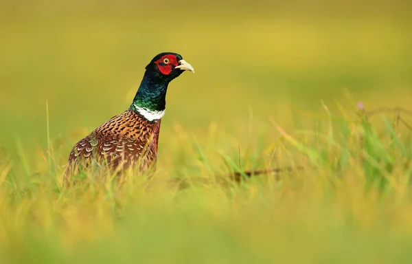 Close View Ringneck Pheasant Natural Habitat — Stock Photo, Image